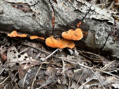 Trametes cinnabarina