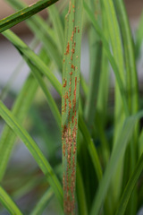 Puccinia