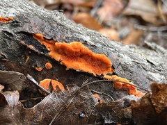 Trametes cinnabarina