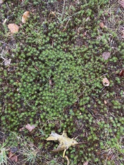 Polytrichum juniperinum