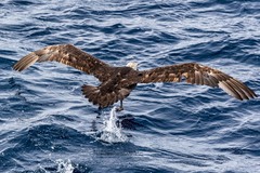 Macronectes giganteus