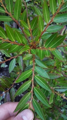 Phyllanthus