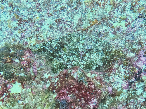 Reef Scorpionfish