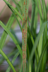 Puccinia