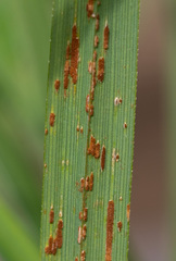 Puccinia