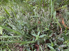 Polygala paniculata