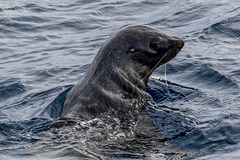 Arctocephalus gazella