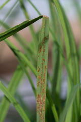 Puccinia