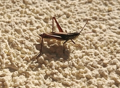 Euchorthippus declivus