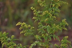 Artemisia annua