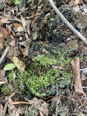 Lophocolea bidentata