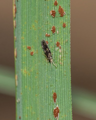 Puccinia