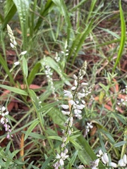 Polygala paniculata