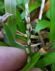 Stenotaphrum dimidiatum