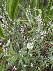 Polygala paniculata