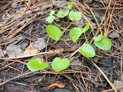 Centella erecta