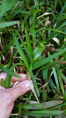 Stenotaphrum dimidiatum