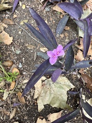 Tradescantia pallida