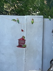 Agapornis roseicollis