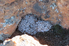 Conophytum minusculum