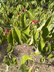 Ilex ambigua