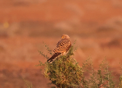 Falco rupicoloides