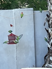 Agapornis roseicollis