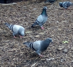 Columba livia domestica