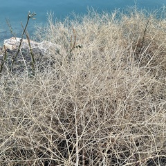 Sisymbrium altissimum