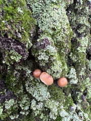 Tubaria furfuracea