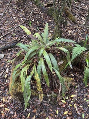 Elaphoglossum paleaceum