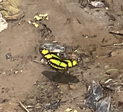 Philaethria dido