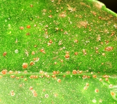 Chrysomphalus dictyospermi