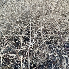 Sisymbrium altissimum