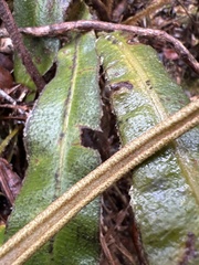 Elaphoglossum paleaceum