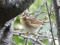 Emberiza tristrami