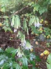 Nabalus trifoliolatus