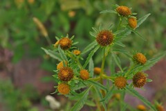Bidens radiata