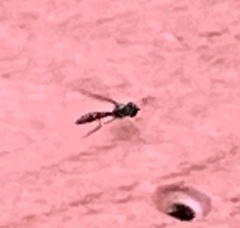 Dioprosopa clavata