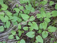 Arnica cordifolia