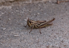 Euchorthippus declivus