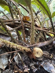 Elaphoglossum paleaceum