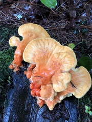 Laetiporus conifericola