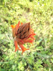 Dichromanthus cinnabarinus