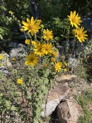 Helianthus strumosus