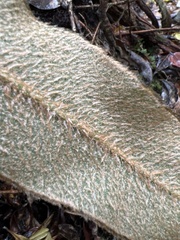 Elaphoglossum paleaceum