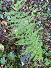 Thelypteris palustris