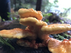 Laetiporus conifericola