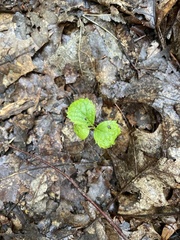 Rubus hispidus