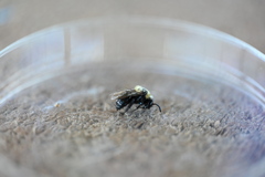 Melecta